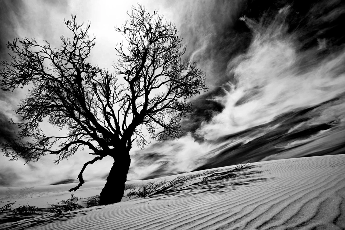 Lone tree standing among wind-shaped desert dunes beneath dramatic clouds in a black and white landscape.